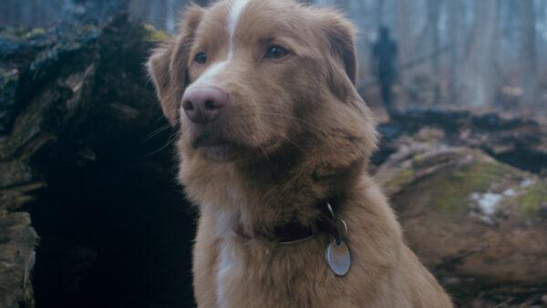 Режиссер «Good boy» рассказал об игре главного актера