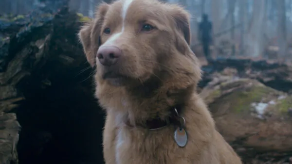 Режиссер «Good boy» рассказал об игре главного актера